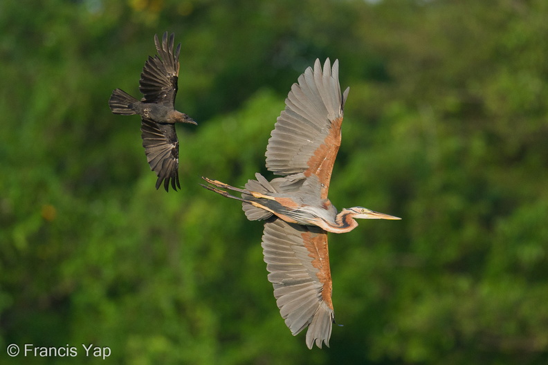 Purple_Heron-250819-119FRYAP-FYA05248-W.jpg