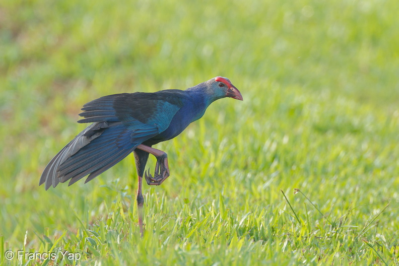 Purple_Swamphen-110601-103EOS1D-FYAP1154-W.jpg