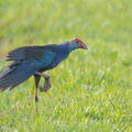 Purple_Swamphen-110601-103EOS1D-FYAP1154-W.jpg