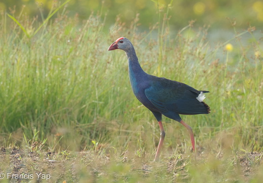 Singapore / Birds / Purple Swamphen - display this album Purple Swamphen