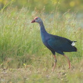 Purple_Swamphen-120628-112EOS1D-FYAP0795-W.jpg