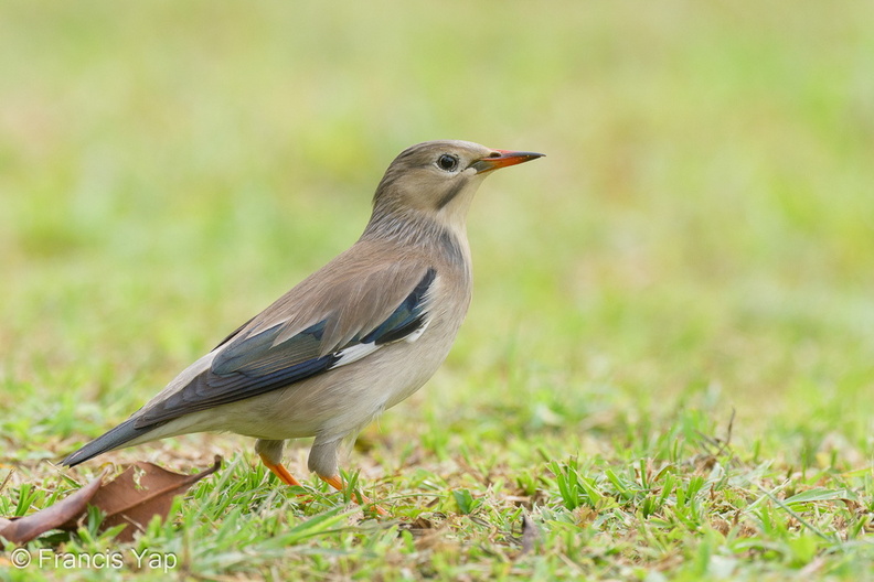 Red-billed_Starling-221226-161MSDCF-FYP03805-W.jpg