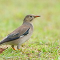 Red-billed_Starling-221226-161MSDCF-FYP03805-W.jpg