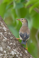 Red-billed Starling-221226-161MSDCF-FYP04144-W.jpg