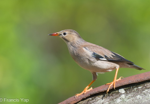 Red-billed Starling