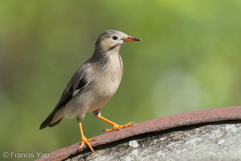 Red-billed_Starling-221228-161MSDCF-FYP04598-W.jpg