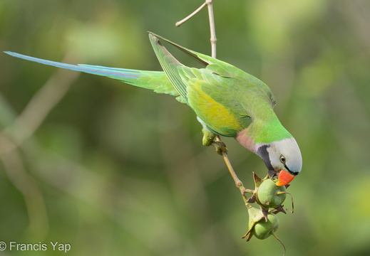 Red-breasted Parakeet