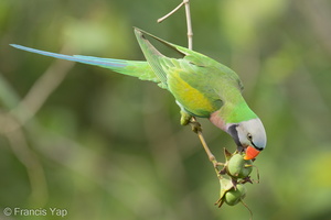 Red-breasted Parakeet-220101-135MSDCF-FRY03860-W.jpg