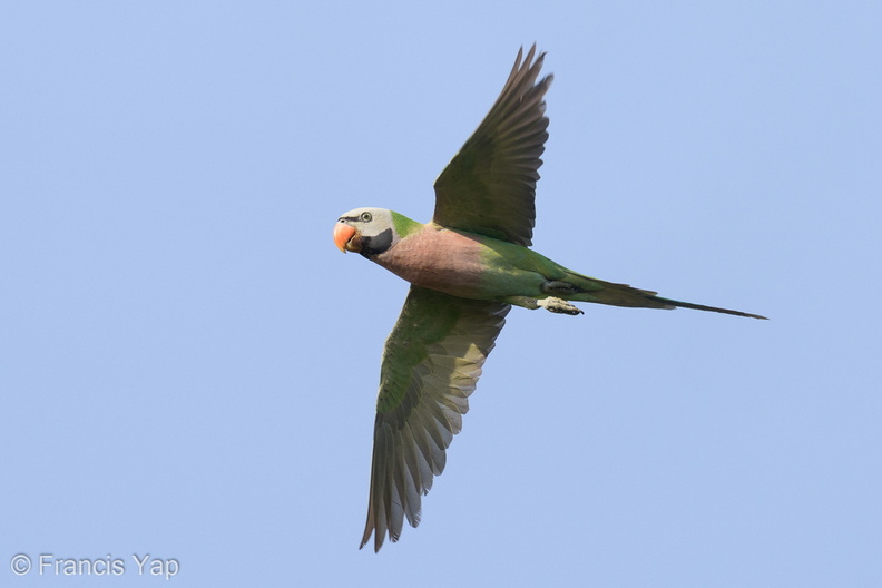 Red-breasted_Parakeet-220125-137MSDCF-FRY07191-W.jpg