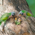 Red-breasted_Parakeet-250714-115FRYAP-FYA00118-W.jpg