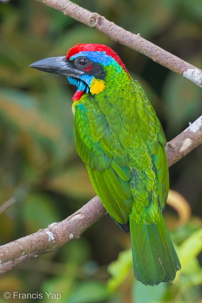 Red-crowned_Barbet-110512-106EOS7D-IMG_8085-W.jpg