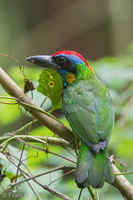 Red-crowned Barbet-120330-110EOS1D-FYAP2611-W.jpg