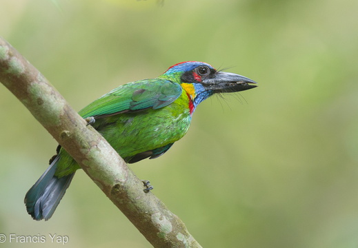 Red-crowned Barbet