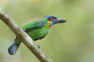 Red-crowned Barbet-170514-111EOS1D-F1X22490-W.jpg