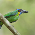 Red-crowned_Barbet-170514-111EOS1D-F1X22490-W.jpg