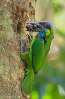 Red-crowned Barbet-170520-100ND500-FYP_3162-W.jpg