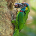 Red-crowned_Barbet-170520-100ND500-FYP_3162-W.jpg