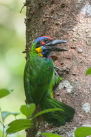 Red-crowned Barbet-180411-116EOS1D-F1X23801-W.jpg