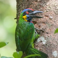 Red-crowned_Barbet-180411-116EOS1D-F1X23801-W.jpg