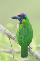 Red-crowned Barbet-230308-171MSDCF-FYP05057-W.jpg