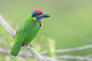 Red-crowned Barbet-230308-171MSDCF-FYP05905-W.jpg