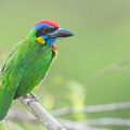 Red-crowned_Barbet-230308-171MSDCF-FYP05905-W.jpg