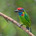 Red-crowned_Barbet-250423-105FRYAP-FYA0316-W.jpg