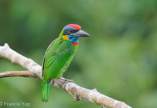 Singapore / Birds / Red-crowned Barbet - display this album Red-crowned Barbet