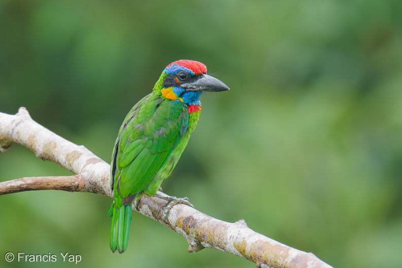Red-crowned_Barbet-250820-120FRYAP-FYA02665-W.jpg