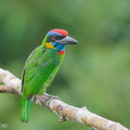 Red-crowned_Barbet-250820-120FRYAP-FYA02665-W.jpg