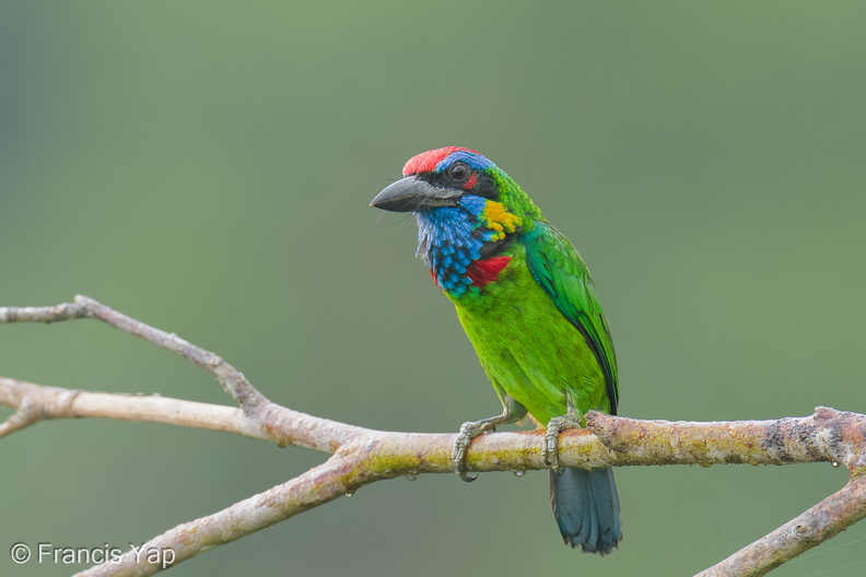 Red-crowned_Barbet-250905-122FRYAP-FYA00715-W.jpg