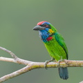 Red-crowned_Barbet-250905-122FRYAP-FYA00715-W.jpg