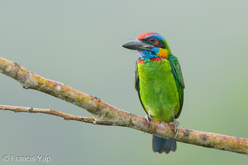 Red-crowned_Barbet-250905-122FRYAP-FYA01060-W.jpg