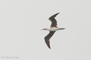 Red-footed Booby-120513-111EOS1D-FYAP0954-W.jpg