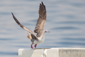 Red-footed Booby-161112-107EOS1D-F1X21442-W.jpg