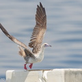 Red-footed_Booby-161112-107EOS1D-F1X21442-W.jpg