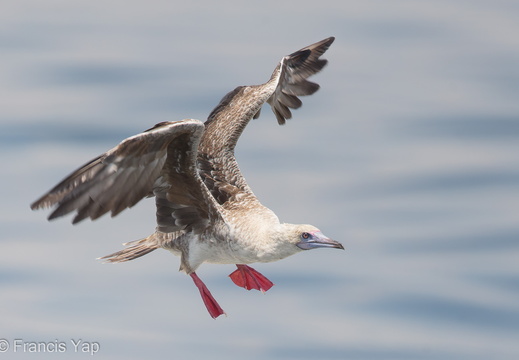 Red-footed Booby