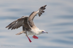 Red-footed Booby-161112-107EOS1D-F1X21444-W.jpg