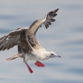 Red-footed_Booby-161112-107EOS1D-F1X21444-W.jpg