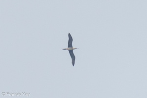 Red-footed Booby-231022-209MSDCF-FYP01226-W.jpg