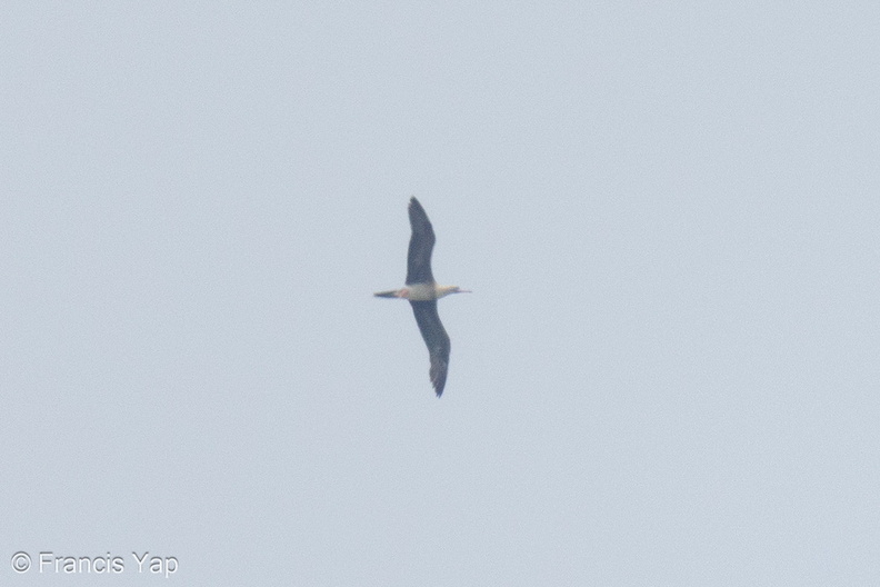 Red-footed_Booby-231022-209MSDCF-FYP01226-W.jpg