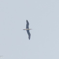 Red-footed_Booby-231022-209MSDCF-FYP01226-W.jpg