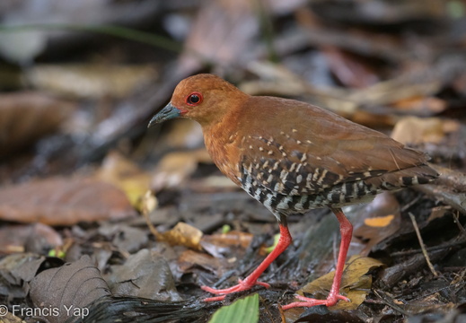 Red-legged Crake