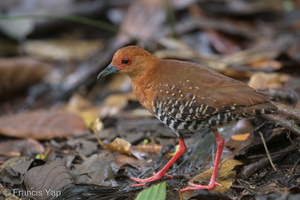 Red-legged Crake-180423-109ND500-FYP_4269-W.jpg