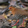 Red-legged_Crake-180423-109ND500-FYP_4269-W.jpg