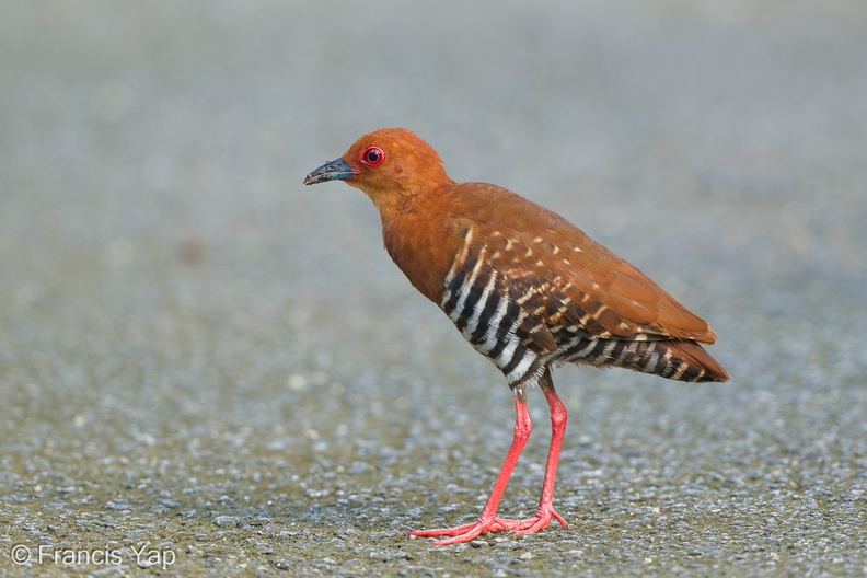 Red-legged_Crake-250601-108FRYAP-FYA05686-W.jpg