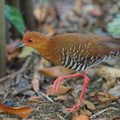 Red-legged_Crake-250617-111FRYAP-FYA07482-W.jpg