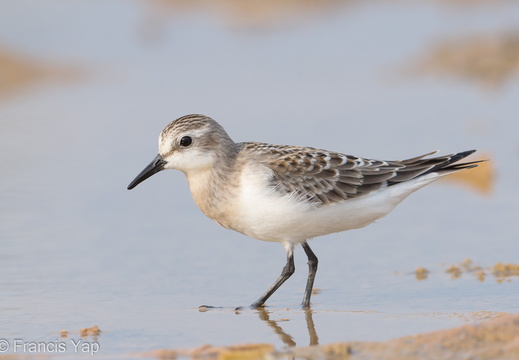 Red-necked Stint