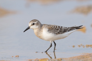 Red-necked Stint-170914-103ND500-FYP_4679-W.jpg