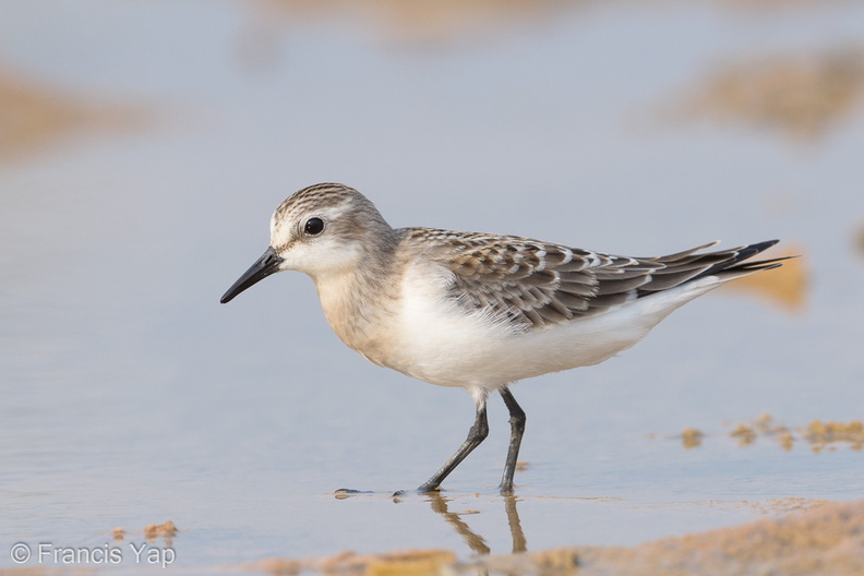 Red-necked_Stint-170914-103ND500-FYP_4679-W.jpg